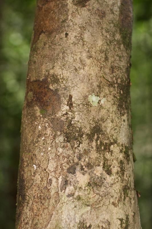 Swartzia grandifolia bark