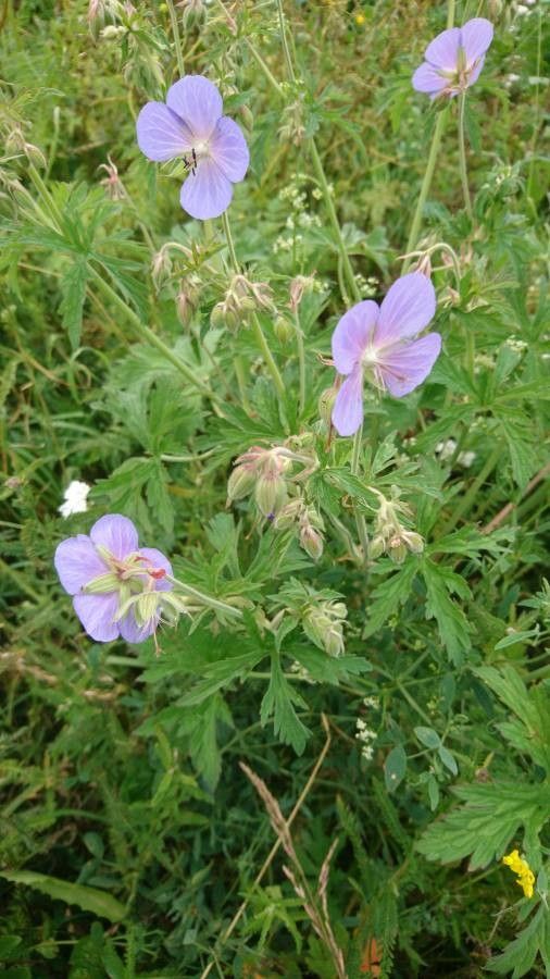 Erodium atlanticum — search result for 'Erodium'
