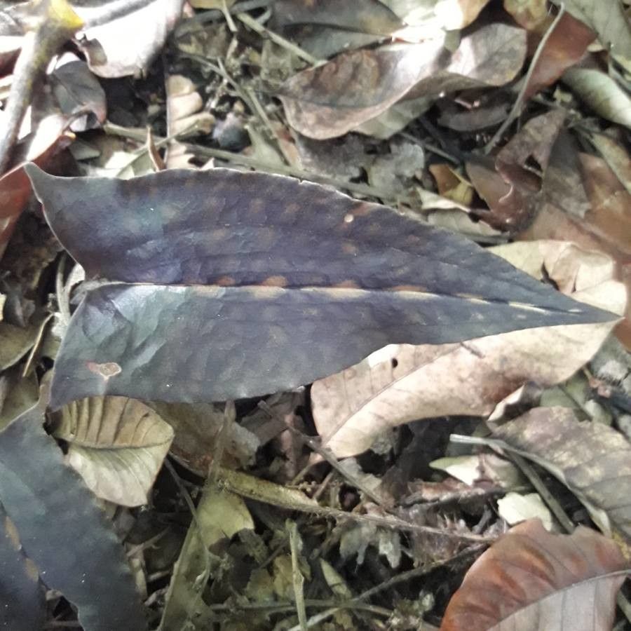 Pachyplectron arifolium leaf