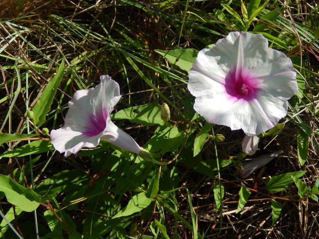 Ipomoea shumardiana flower