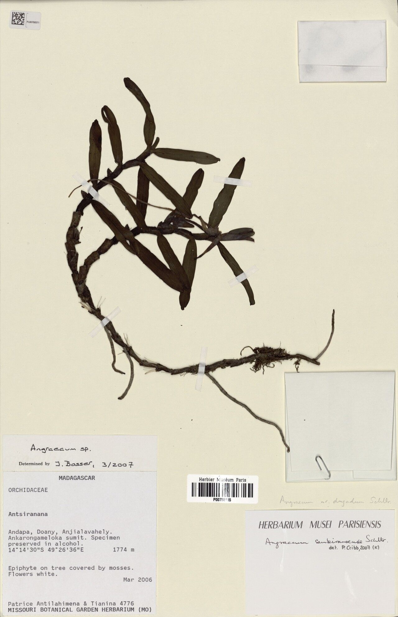 Angraecum sambiranoense — houseplant care guide