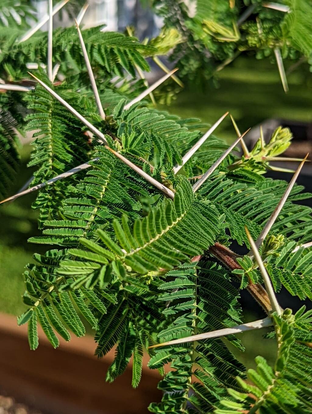 Acacia abyssinica
