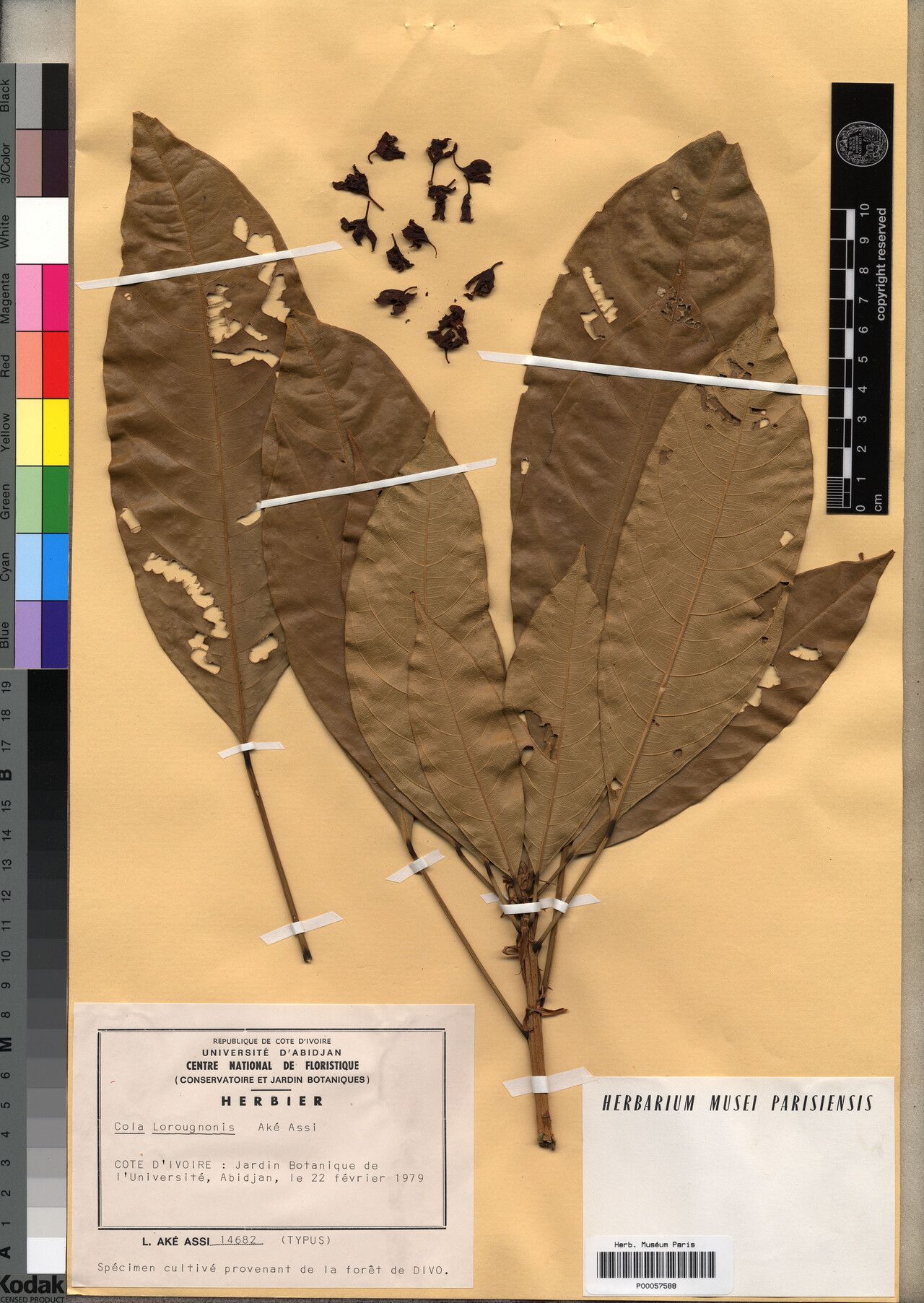 Cola lorougnonis — houseplant care guide