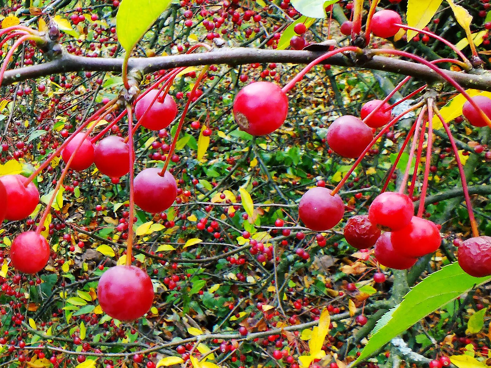 Crataegus persimilis fruit