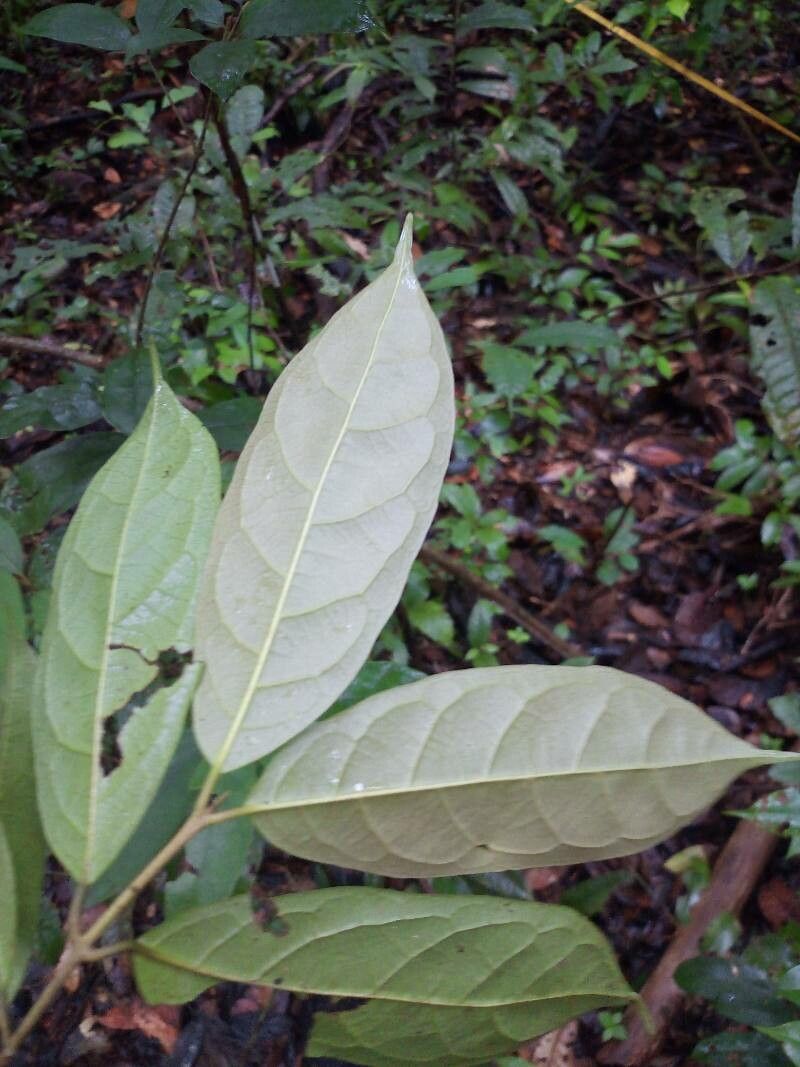 Siparuna cuspidata — related species from the same genus