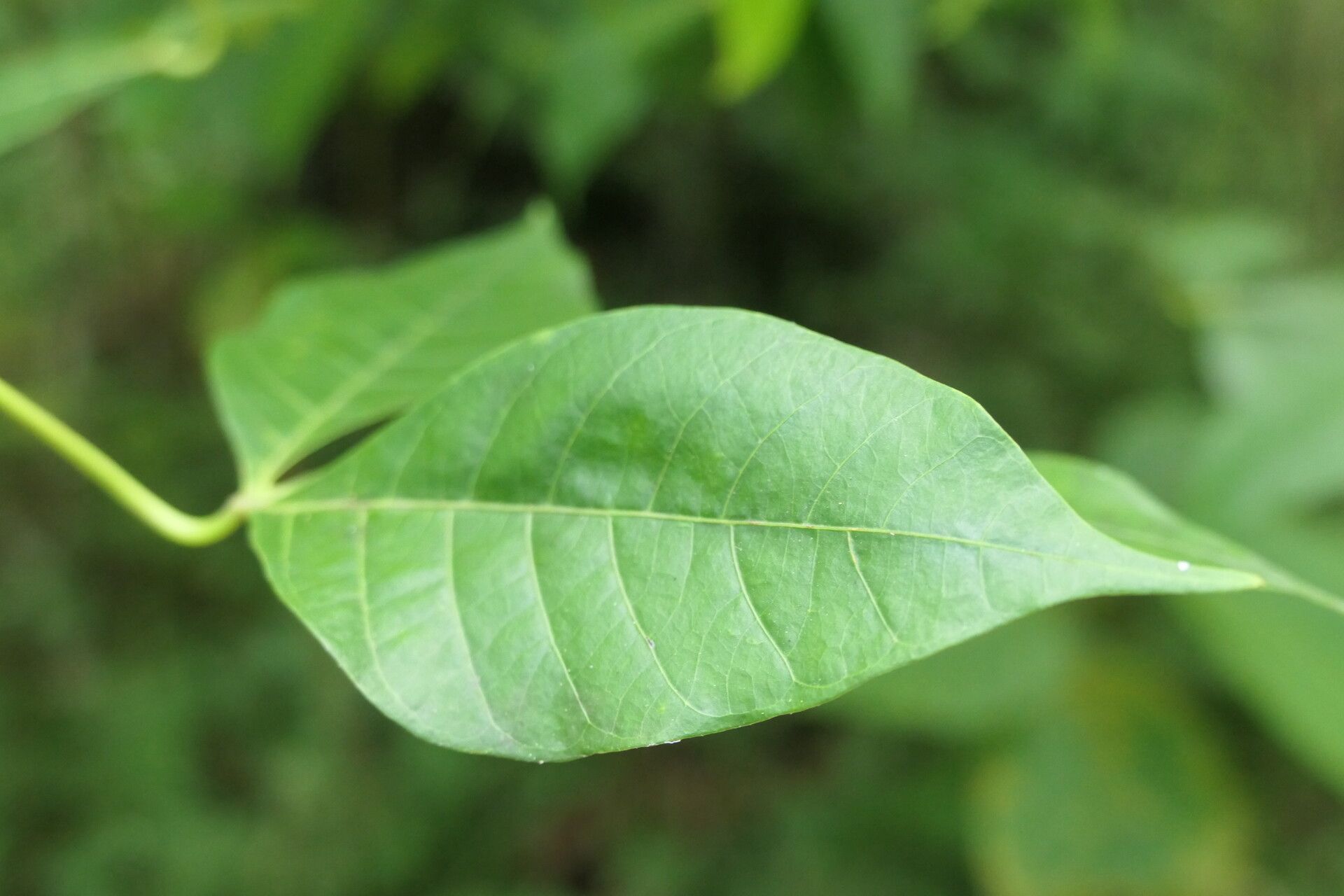 Manihot brachyloba — related species from the same genus