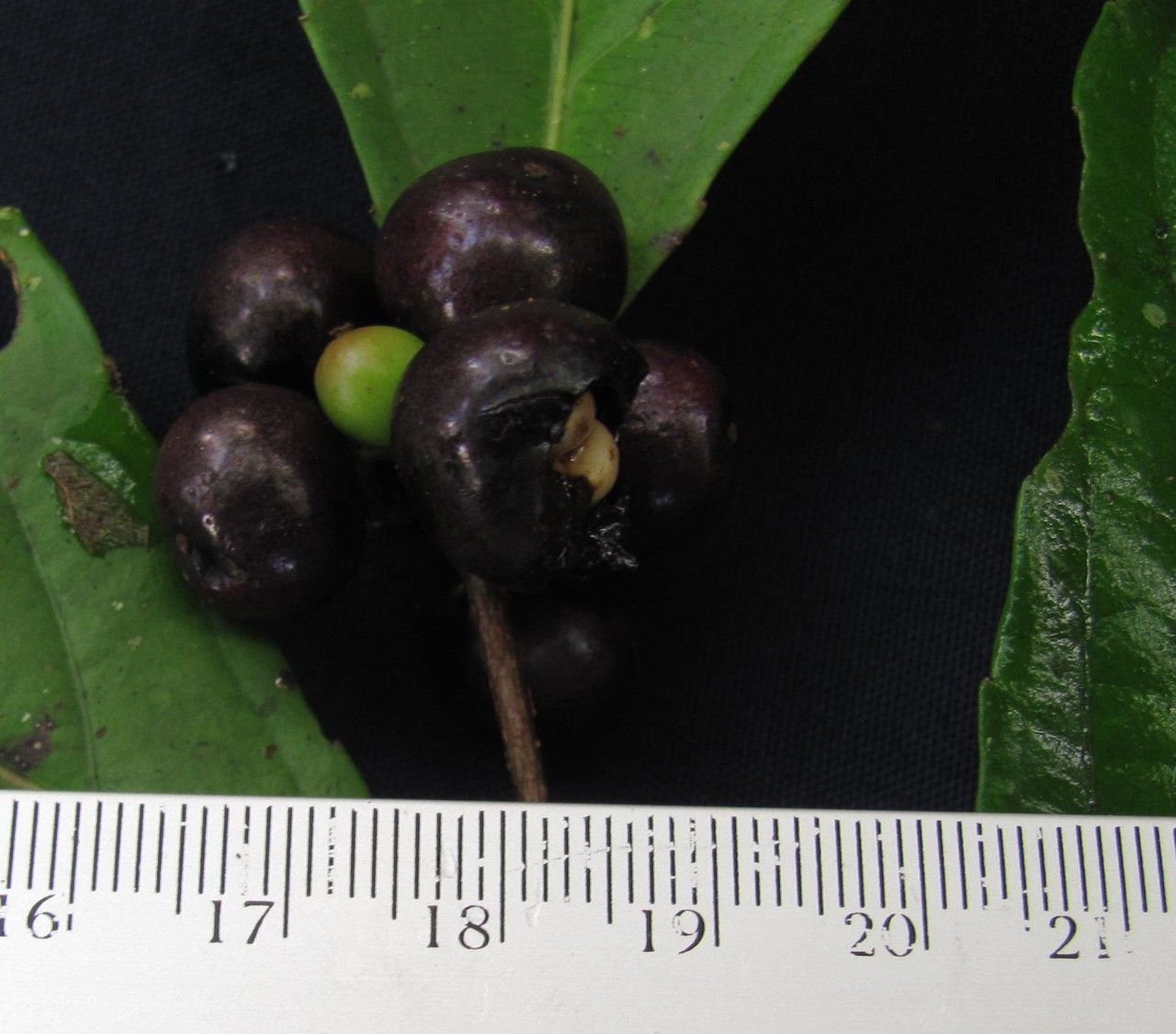 Xylosma oligandra fruit
