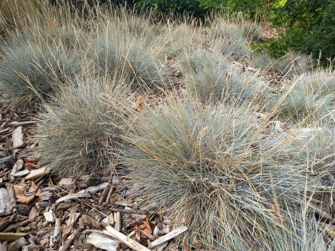 Festuca cinerea habit
