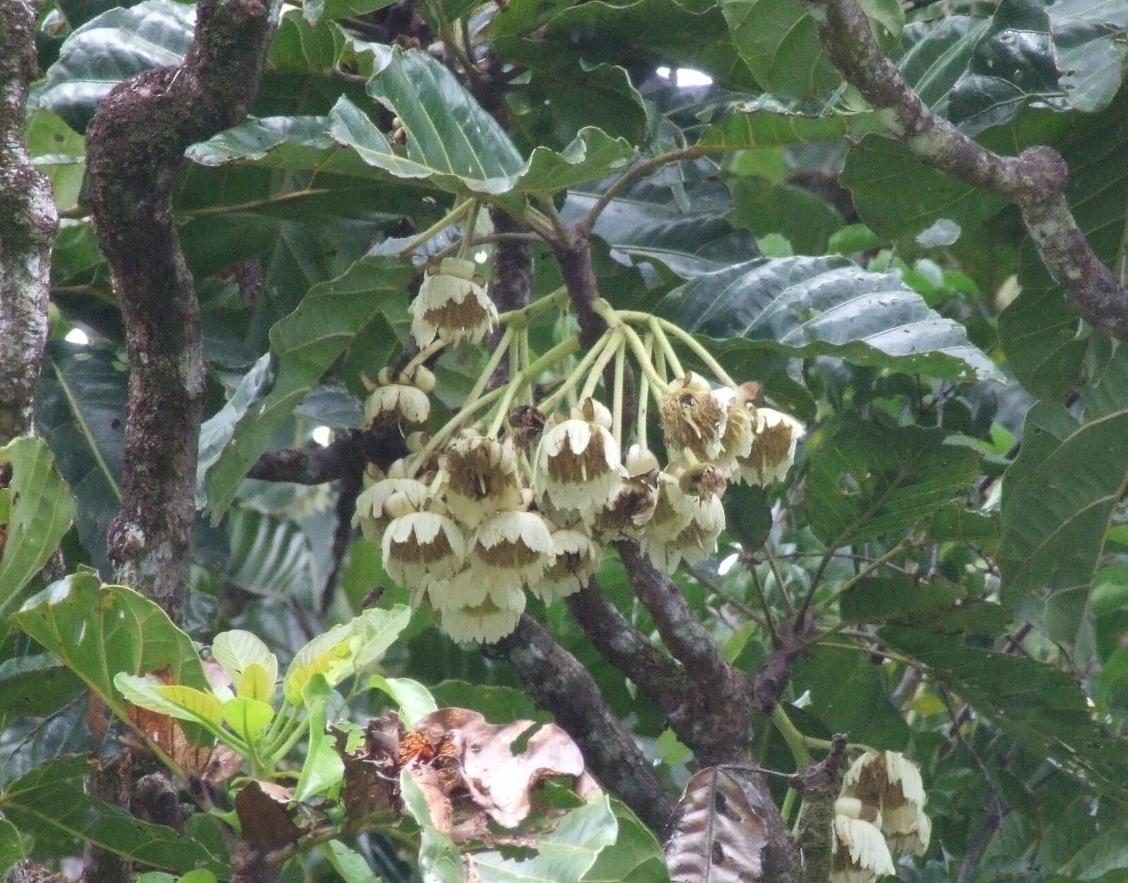 Sloanea ramiflora — houseplant care guide