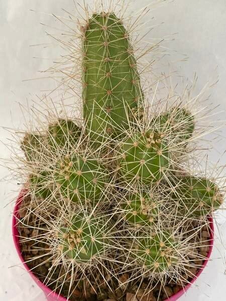 Echinocereus maritimus bark