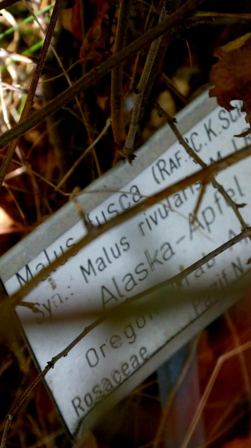 Malus fusca other