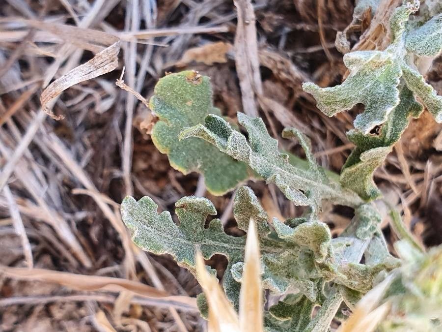 Volutaria boranensis — related species from the same genus