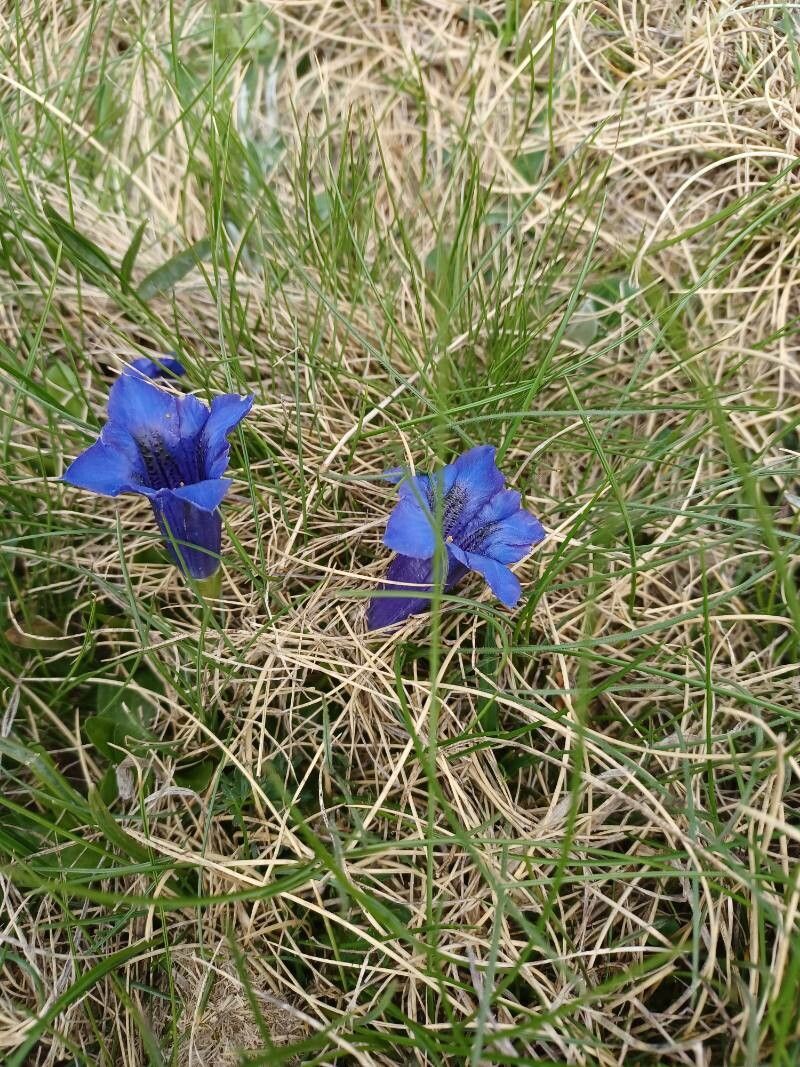 Gentiana clusii habit