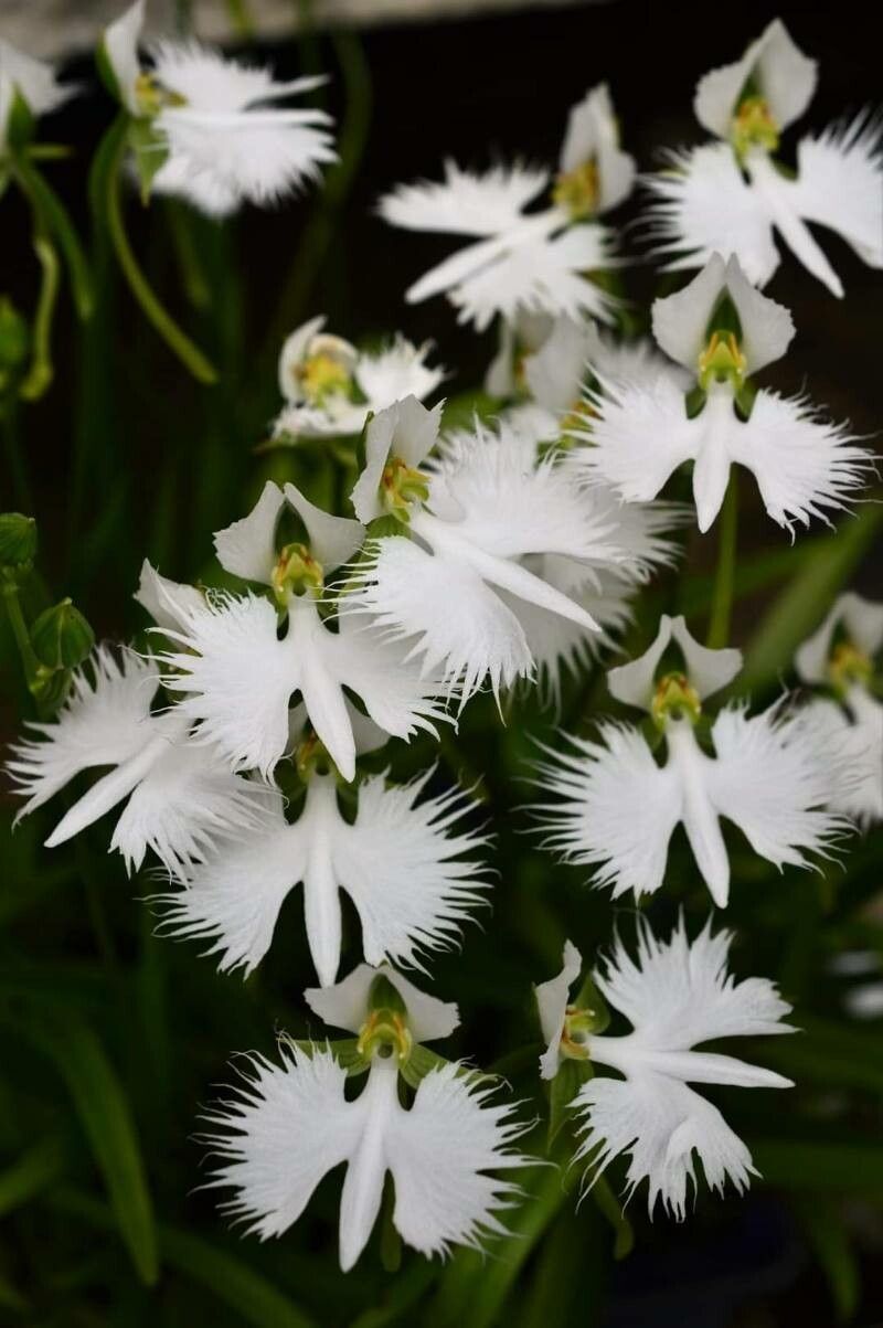 Pecteilis radiata flower
