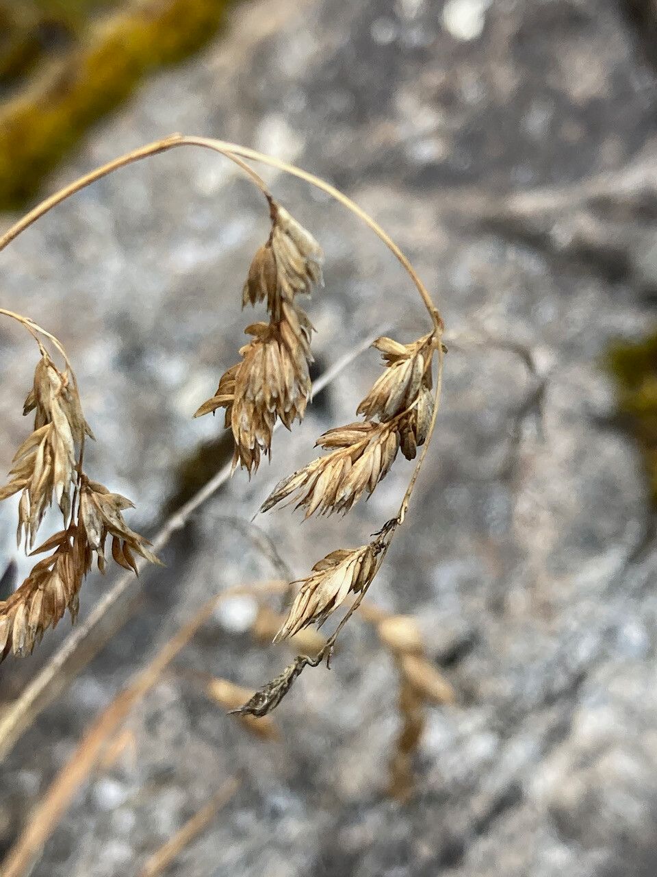 Poa cucullata fruit