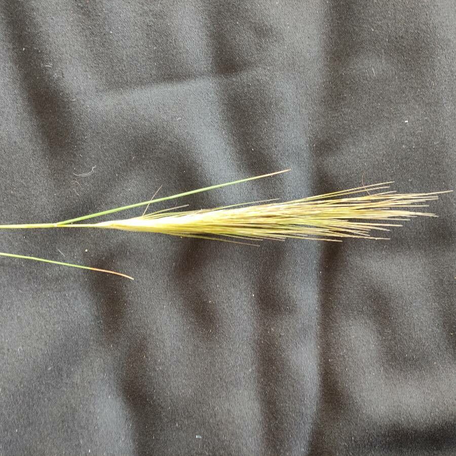 Stipa capensis leaf