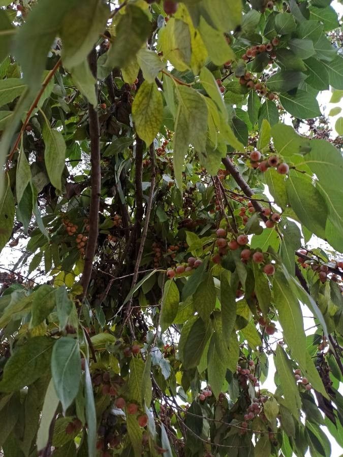 Diospyros lotus fruit