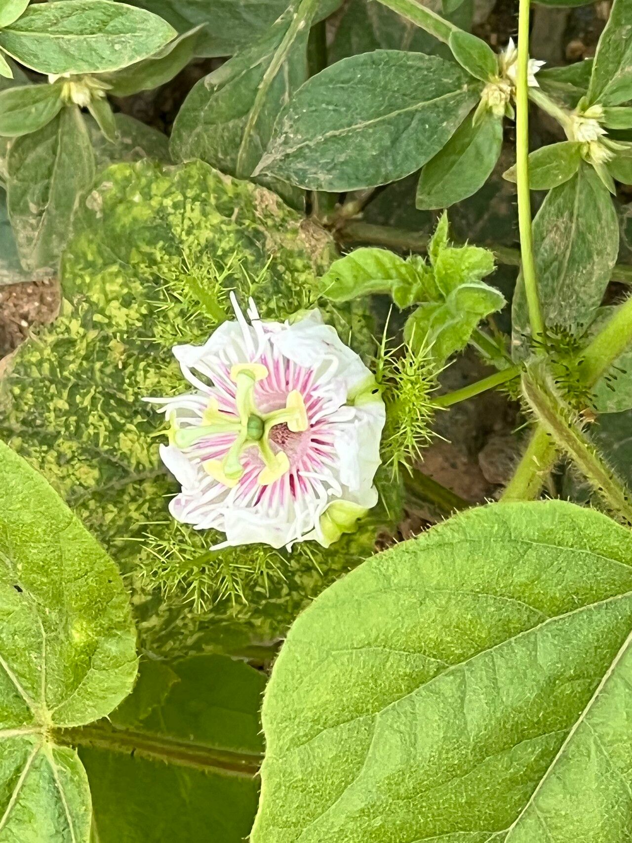 Passiflora ciliata flower