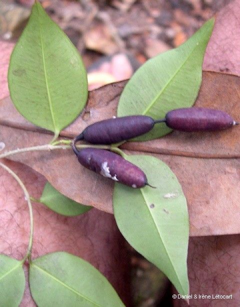 Alyxia cylindrocarpa bark