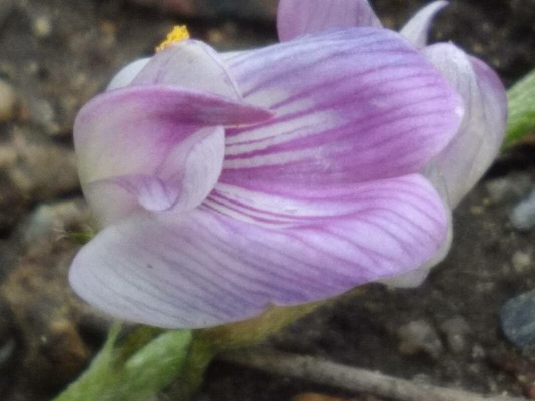 Astragalus austriacus flower