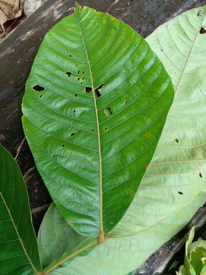Inga oerstediana leaf