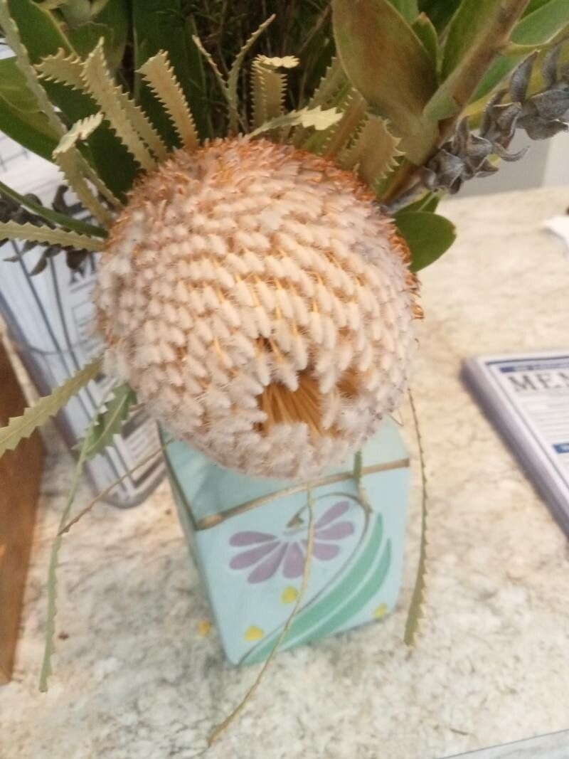 Banksia hookeriana flower