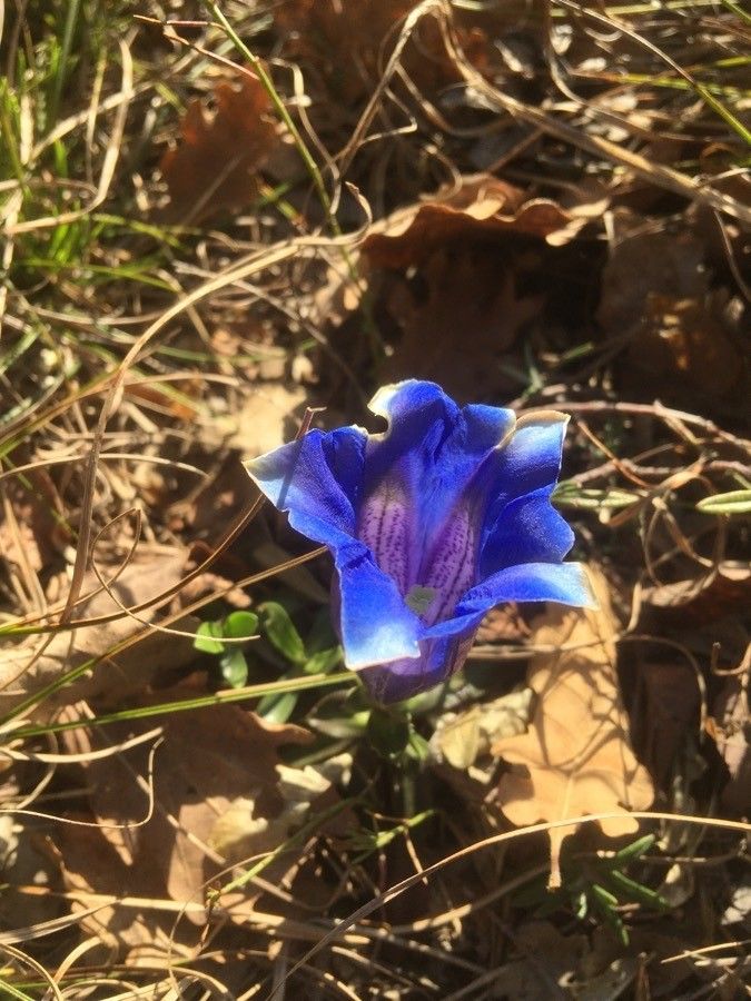 Gentiana alpina flower
