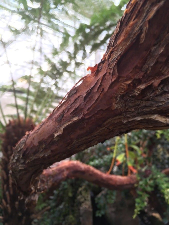 Rhododendron maddenii bark