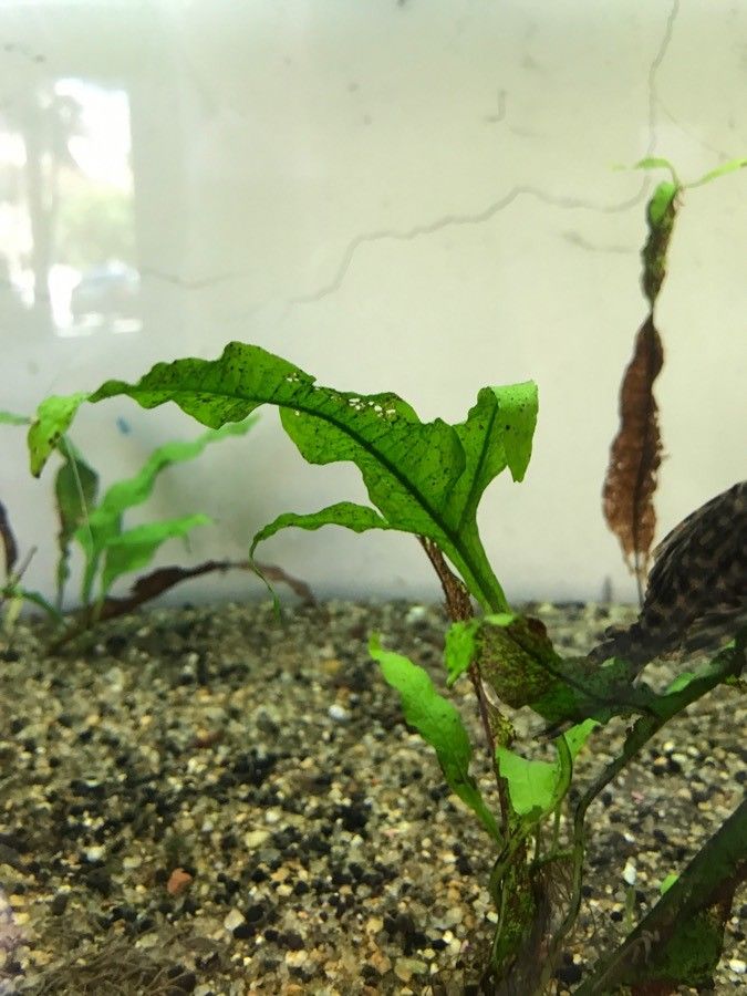 Elaphoglossum succubus — houseplant care guide