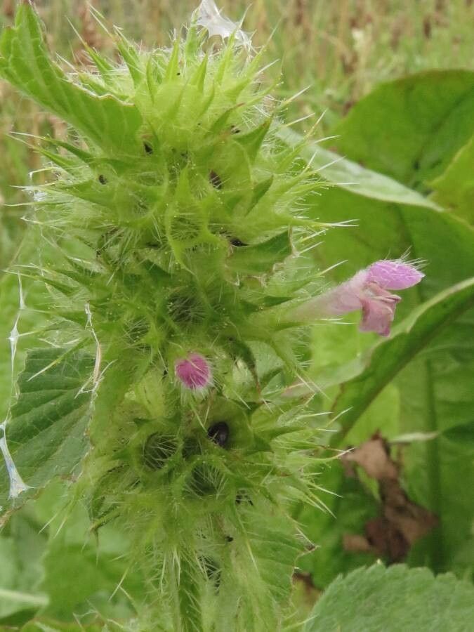 Galeopsis bifida flower