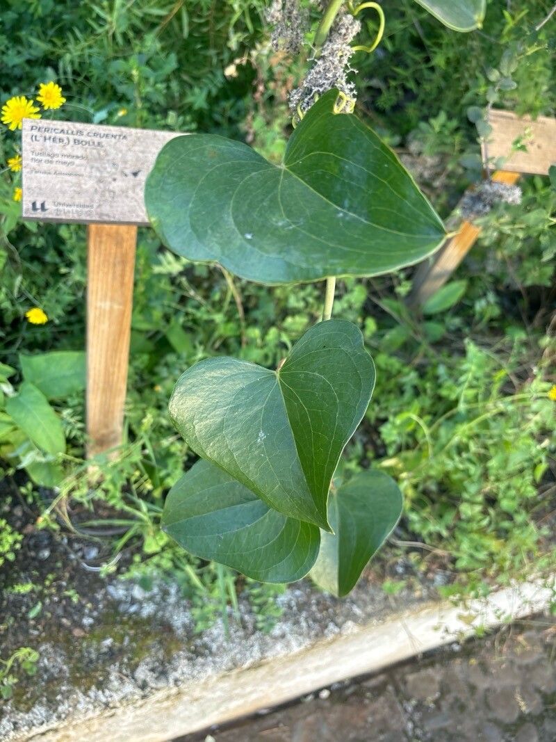 Smilax canariensis leaf