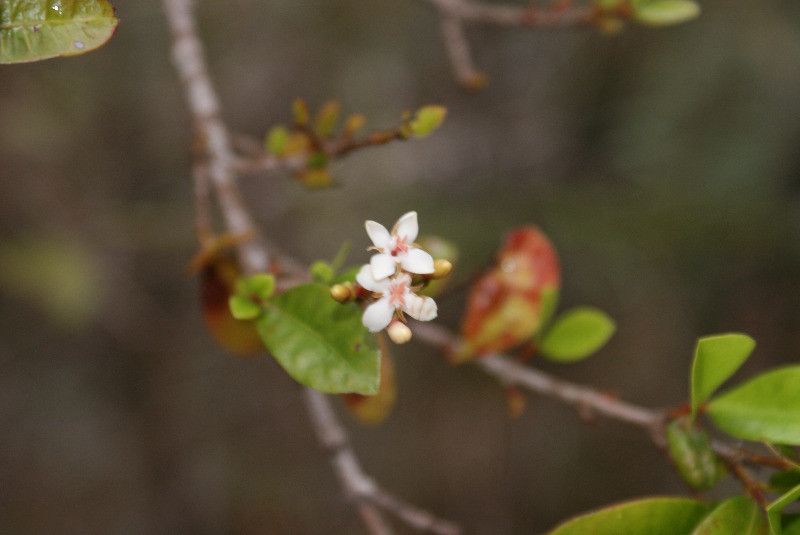 Ixora borboniae flower