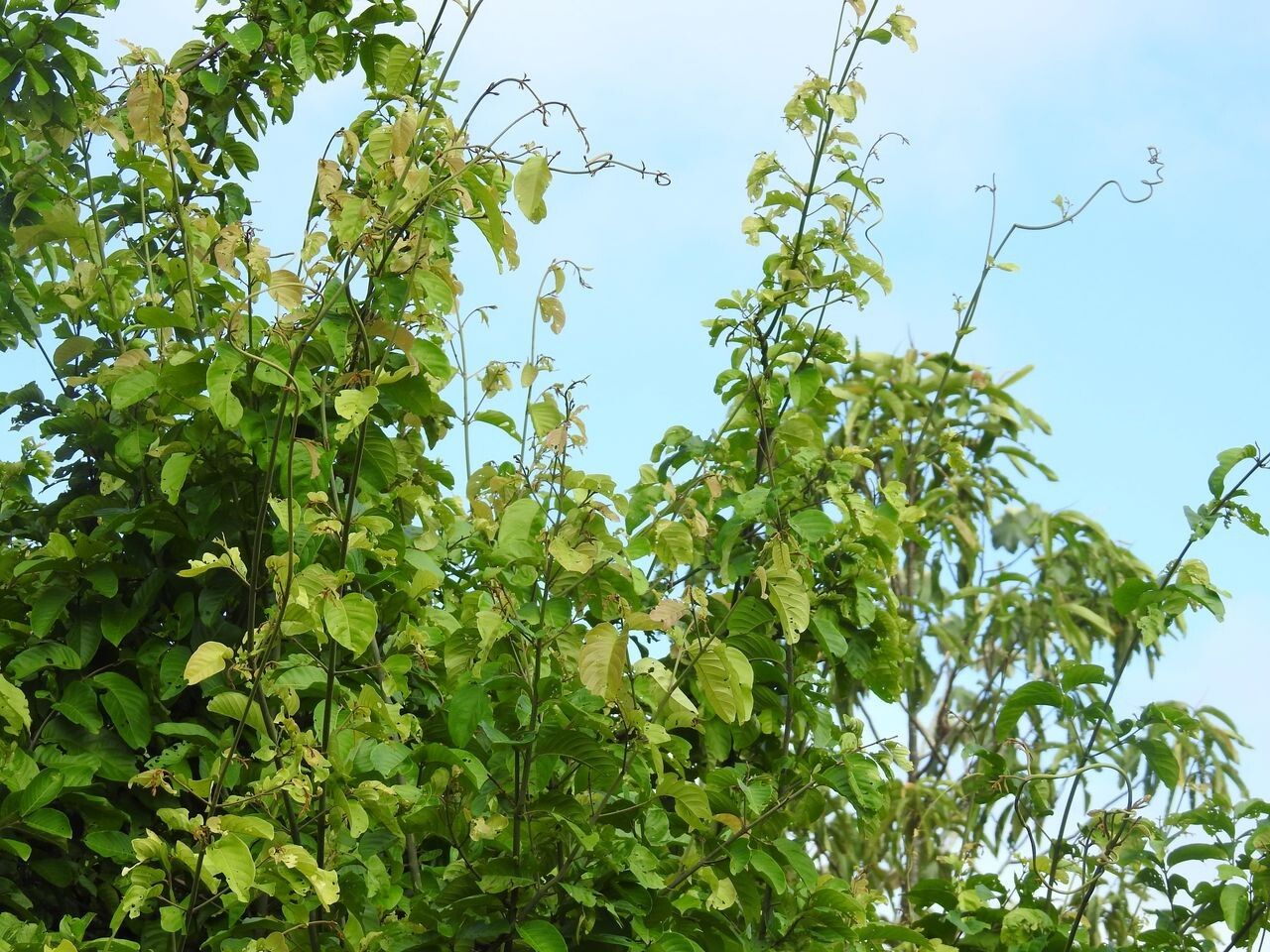 Combretum pyramidatum habit