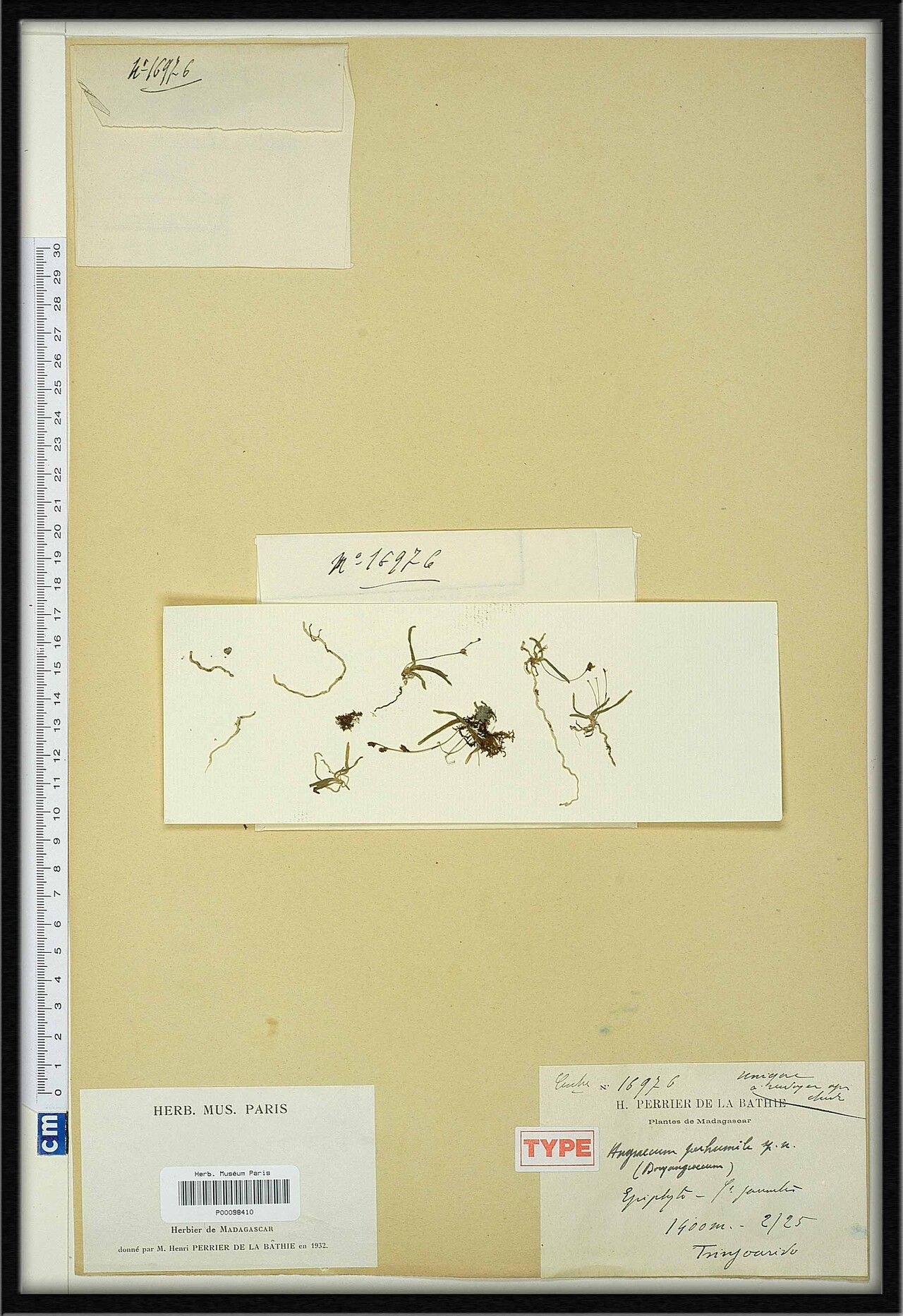 Angraecum perhumile — houseplant care guide