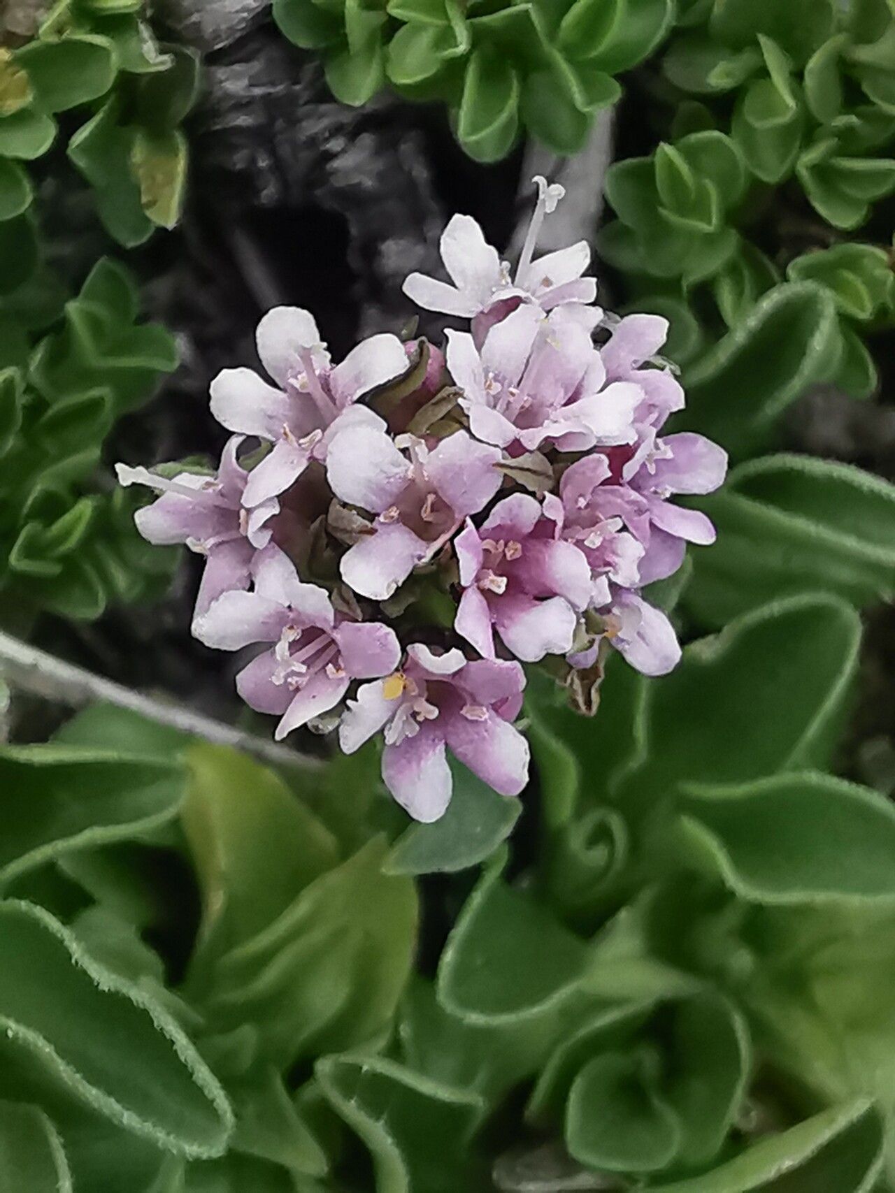 Valeriana supina flower