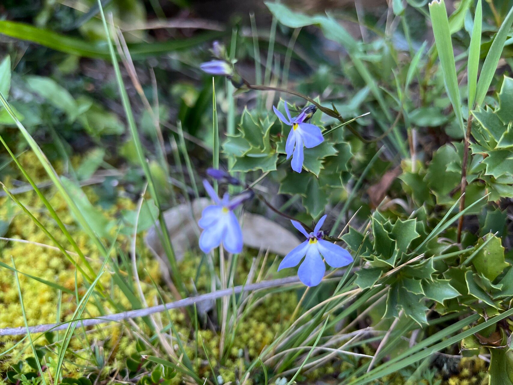 Lobelia tenera habit