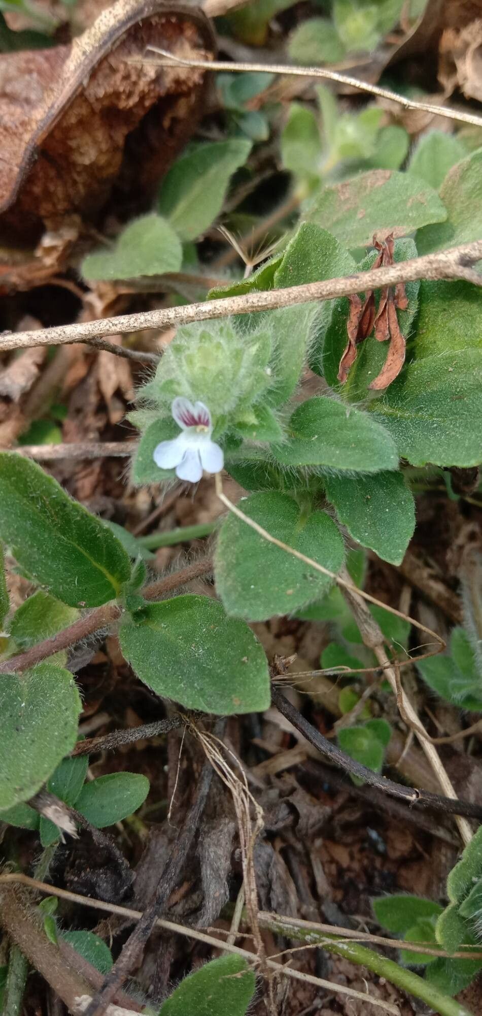 Lepidagathis fasciculata flower