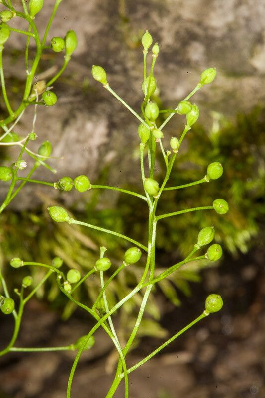 Kernera saxatilis fruit