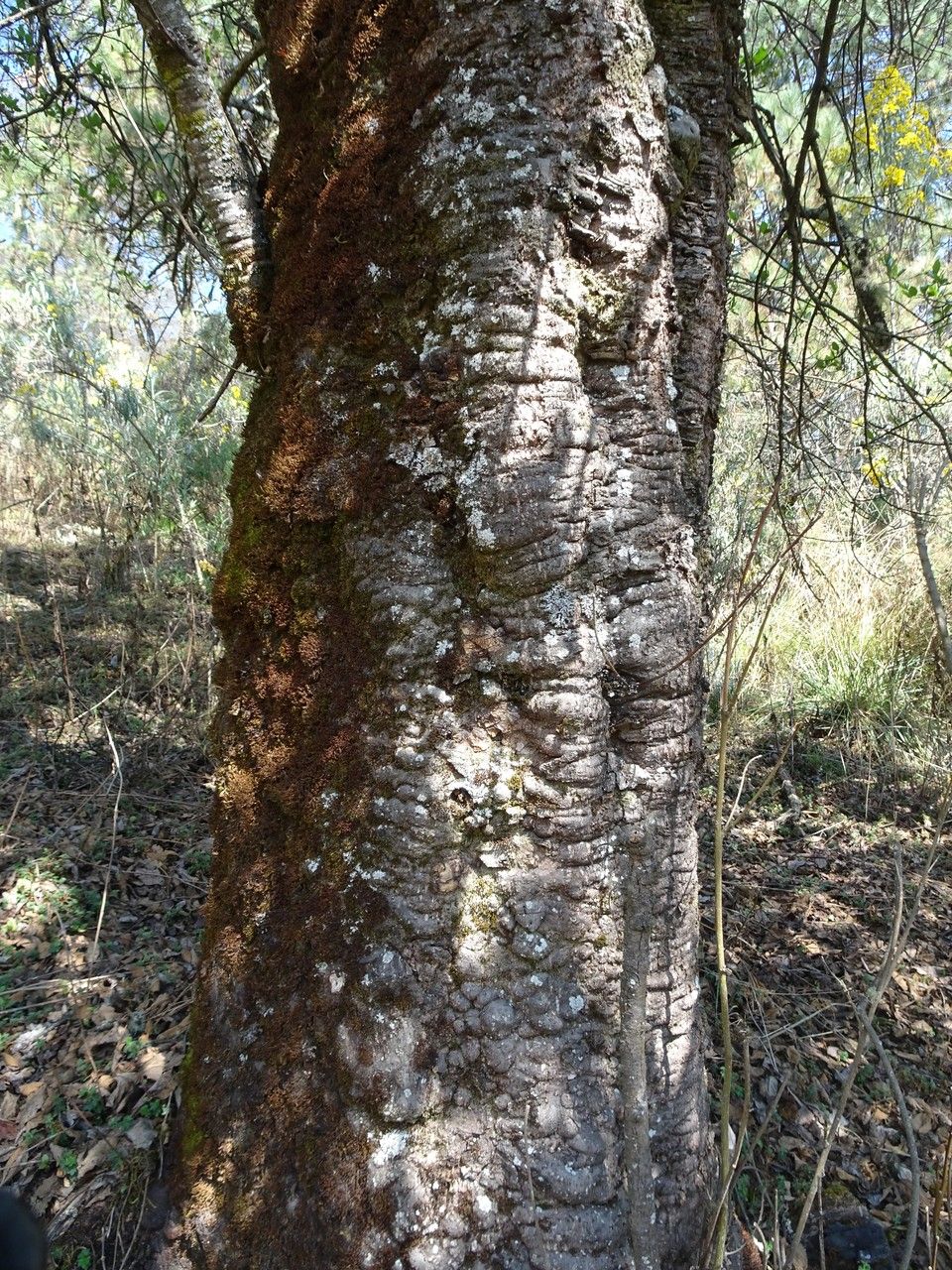 Alnus jorullensis bark
