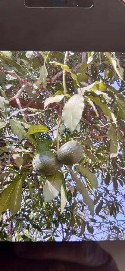 Tabernaemontana stapfiana fruit