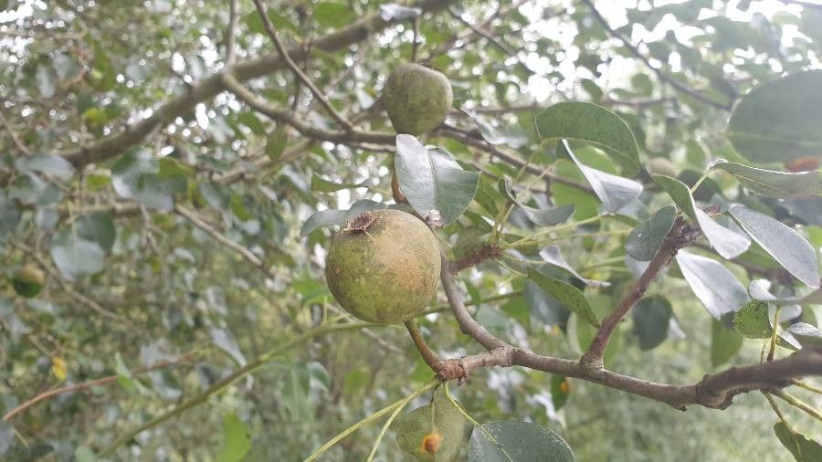 Xylocarpus granatum fruit