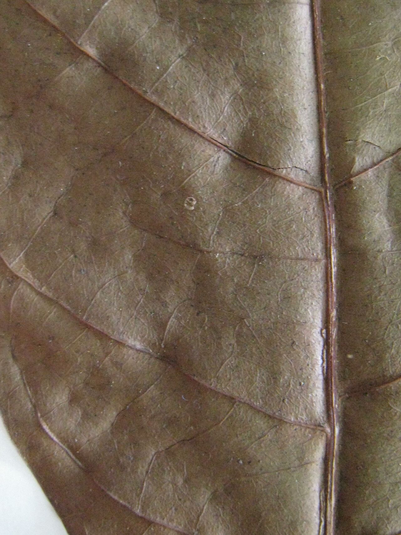 Allophylus acutatus — related species from the same genus