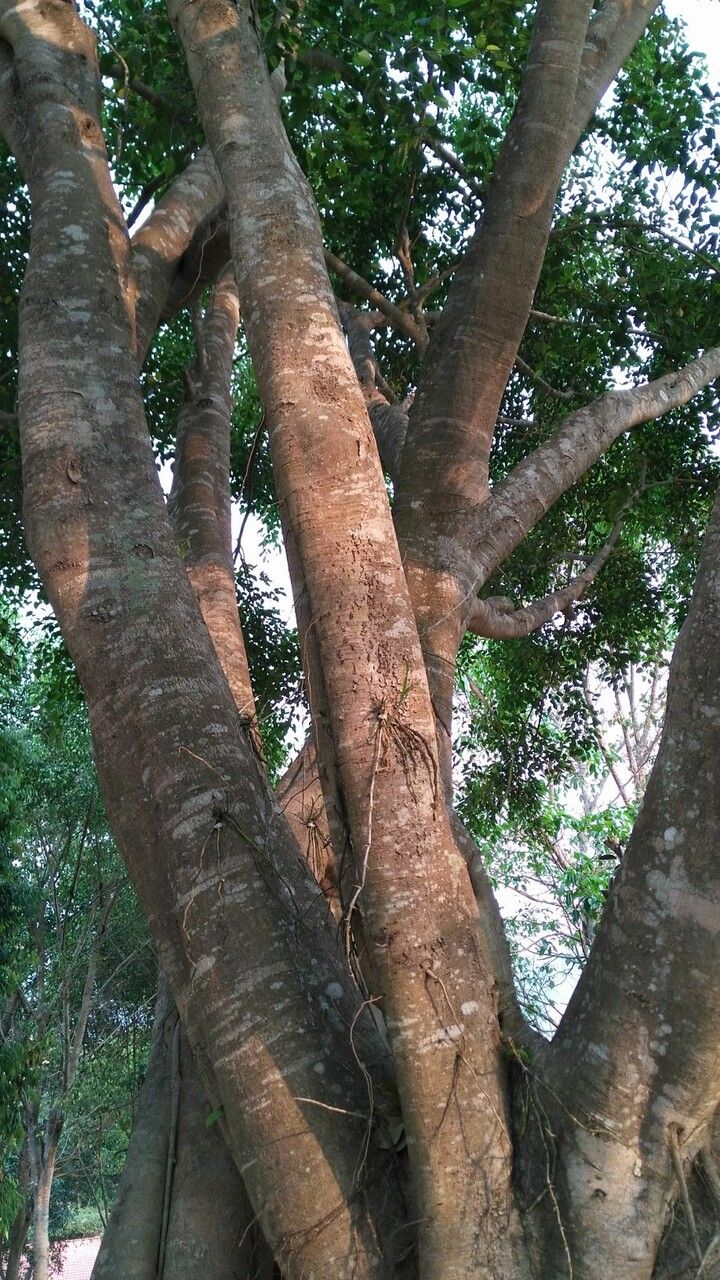 Ficus racemosa bark