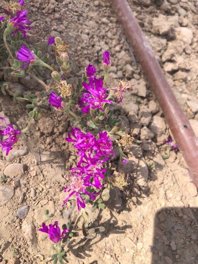 Drosanthemum hispidum flower