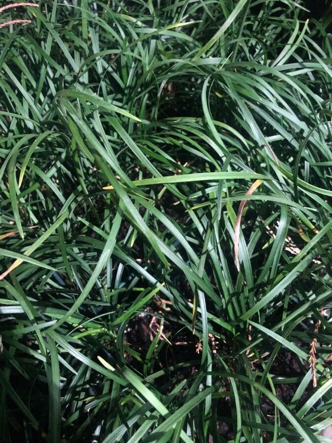 Ophiopogon jaburan — related species from the same genus