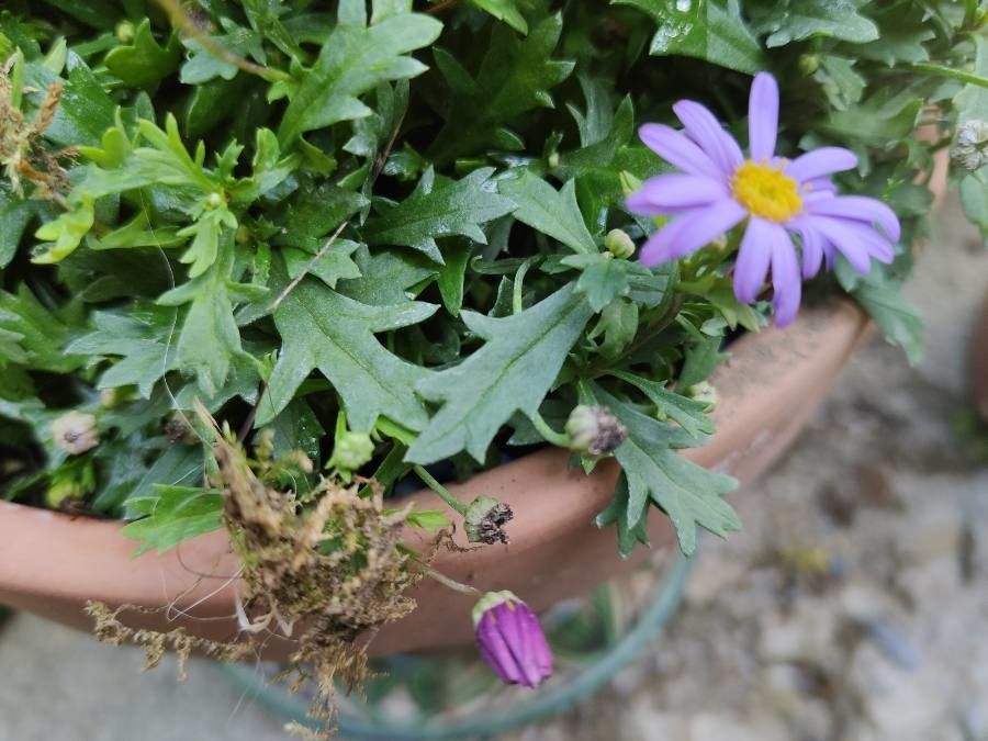 Brachyscome multifida leaf