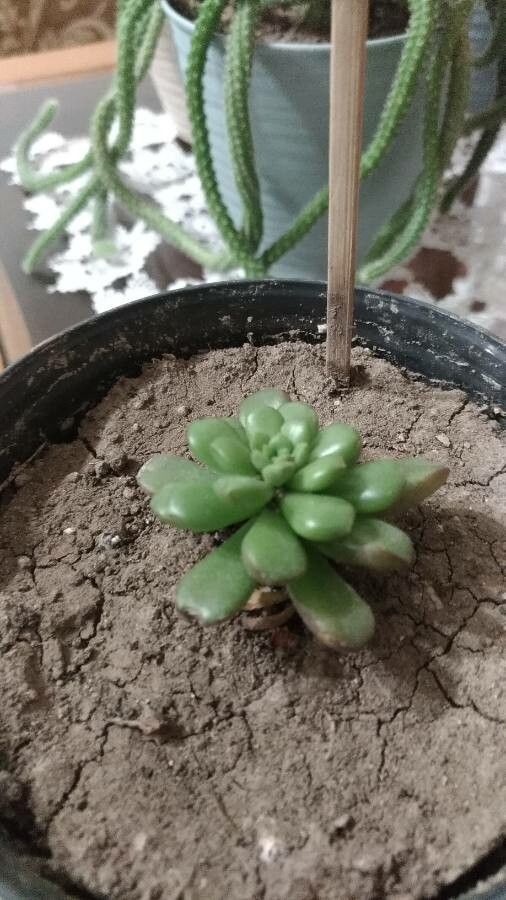 Sedum hernandezii flower