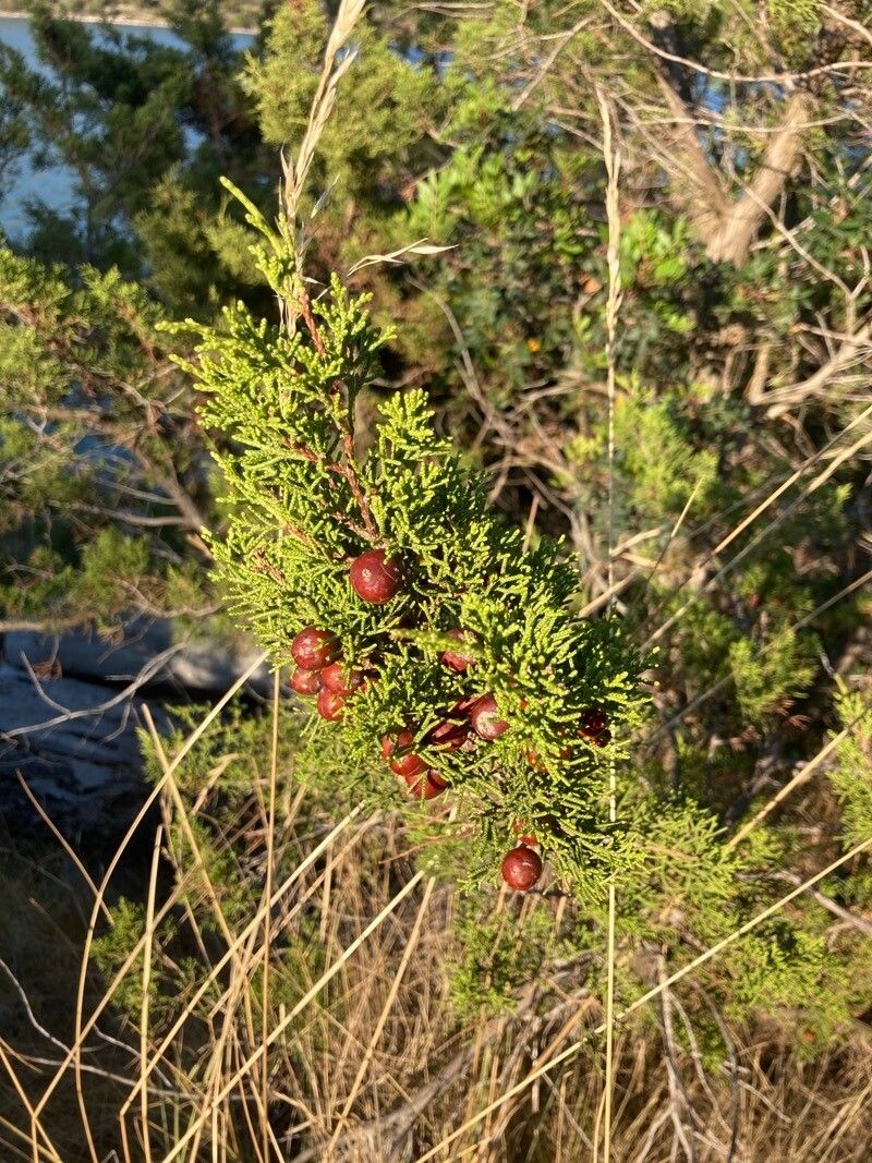Juniperus pinchotii fruit