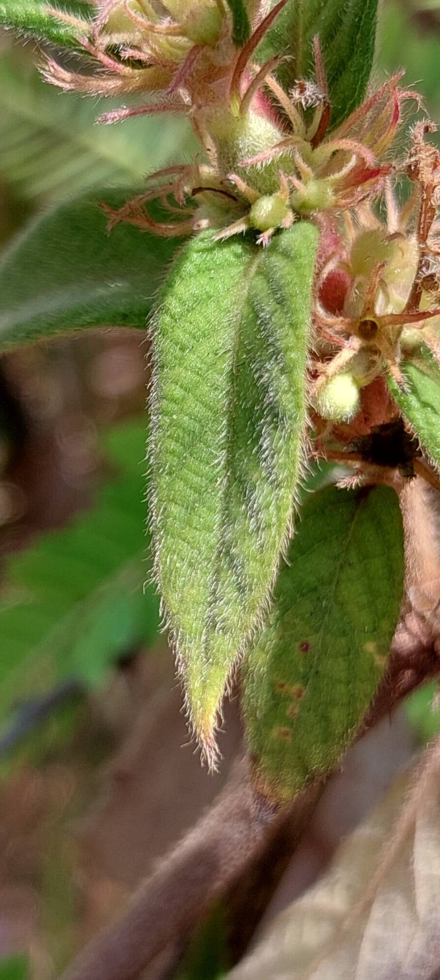 Sabicea acuminata — related species from the same genus