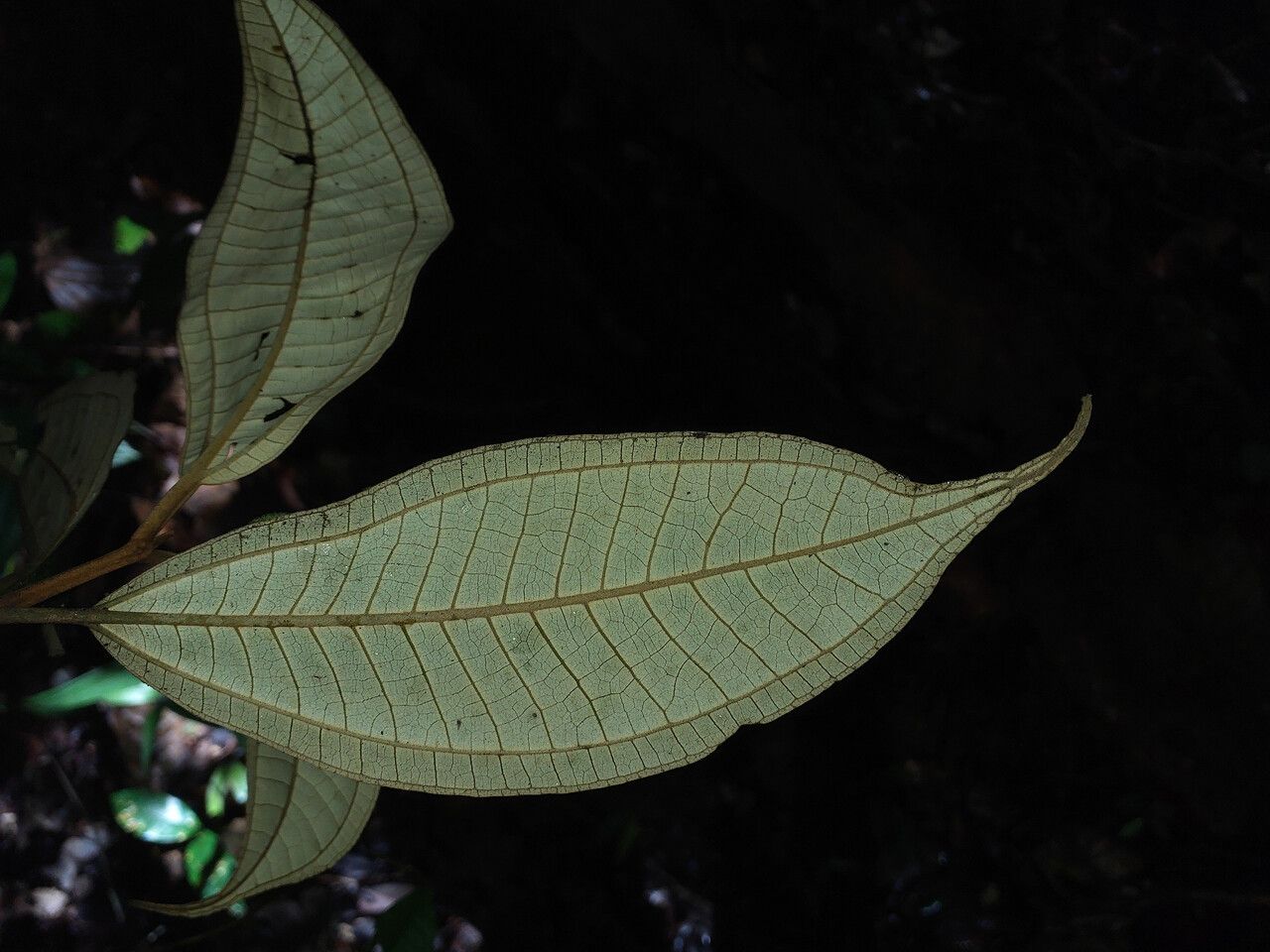 Miconia acuminata — related species from the same genus